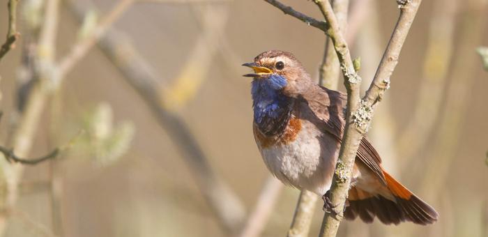 Siffler comme les oiseaux du jardin…et les reconnaître