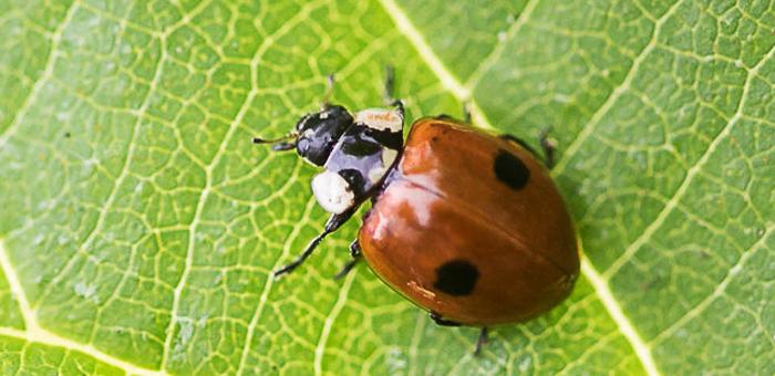 Le Monde secret des petites bêtes du Parc