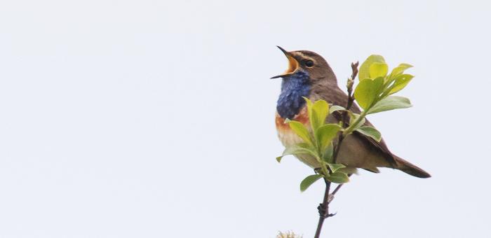 Fête de la Nature