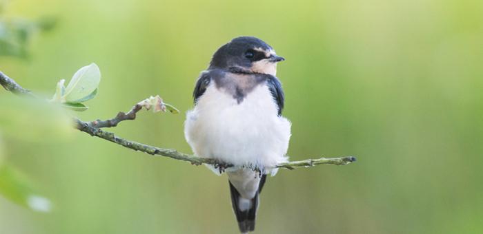 Découverte des oiseaux du printemps