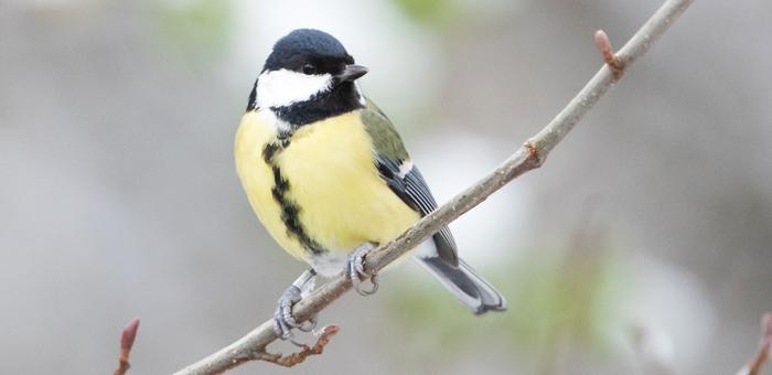 Meeting at the feeder fence