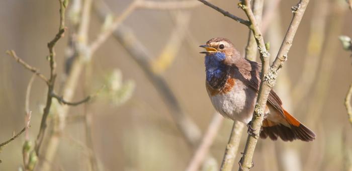 In the early hours, the song of the birds in the Gardens