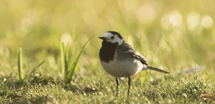 Who's singing in my Garden ? 